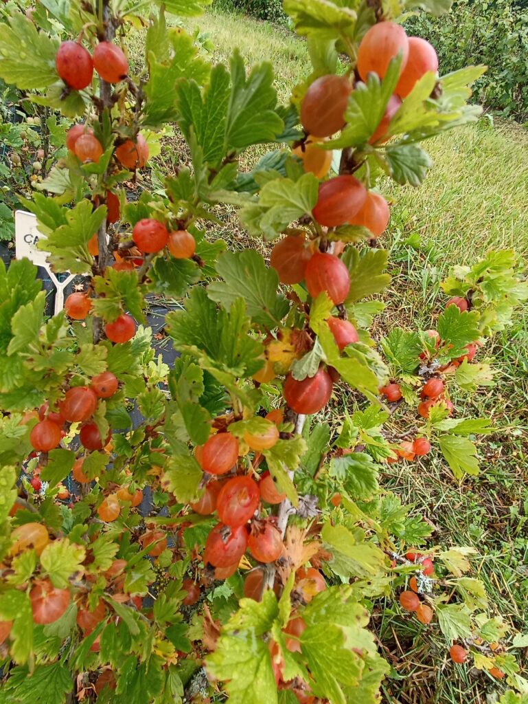 Mašeka