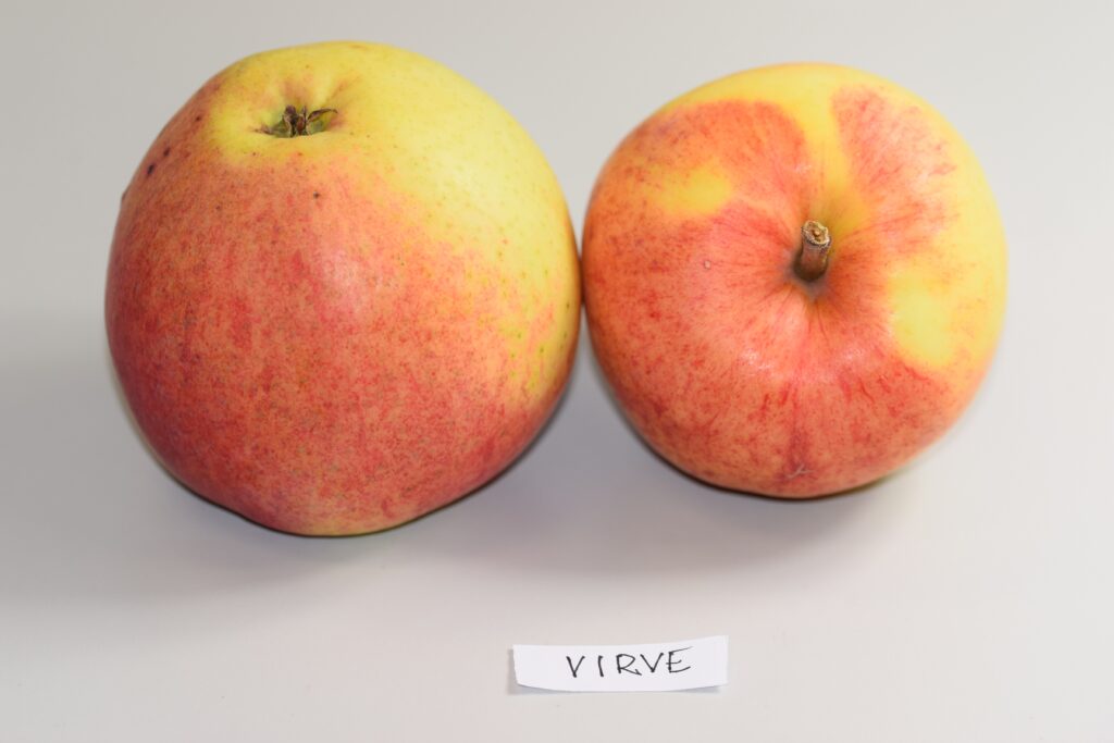 Virve vähpg