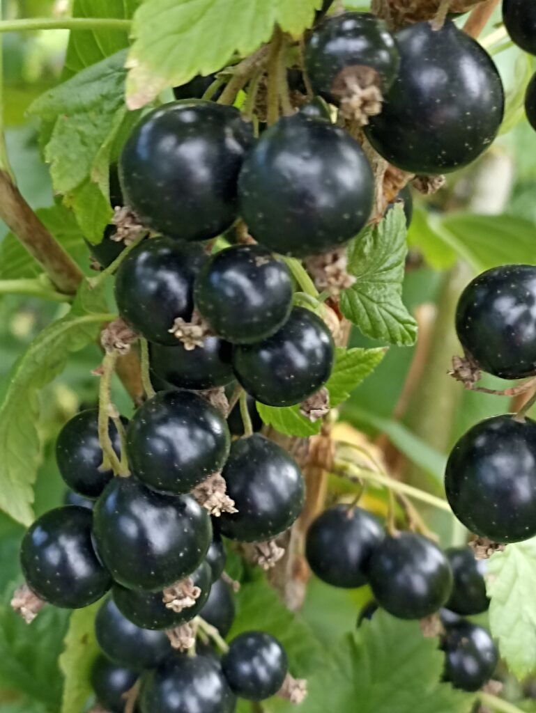 Zagadka