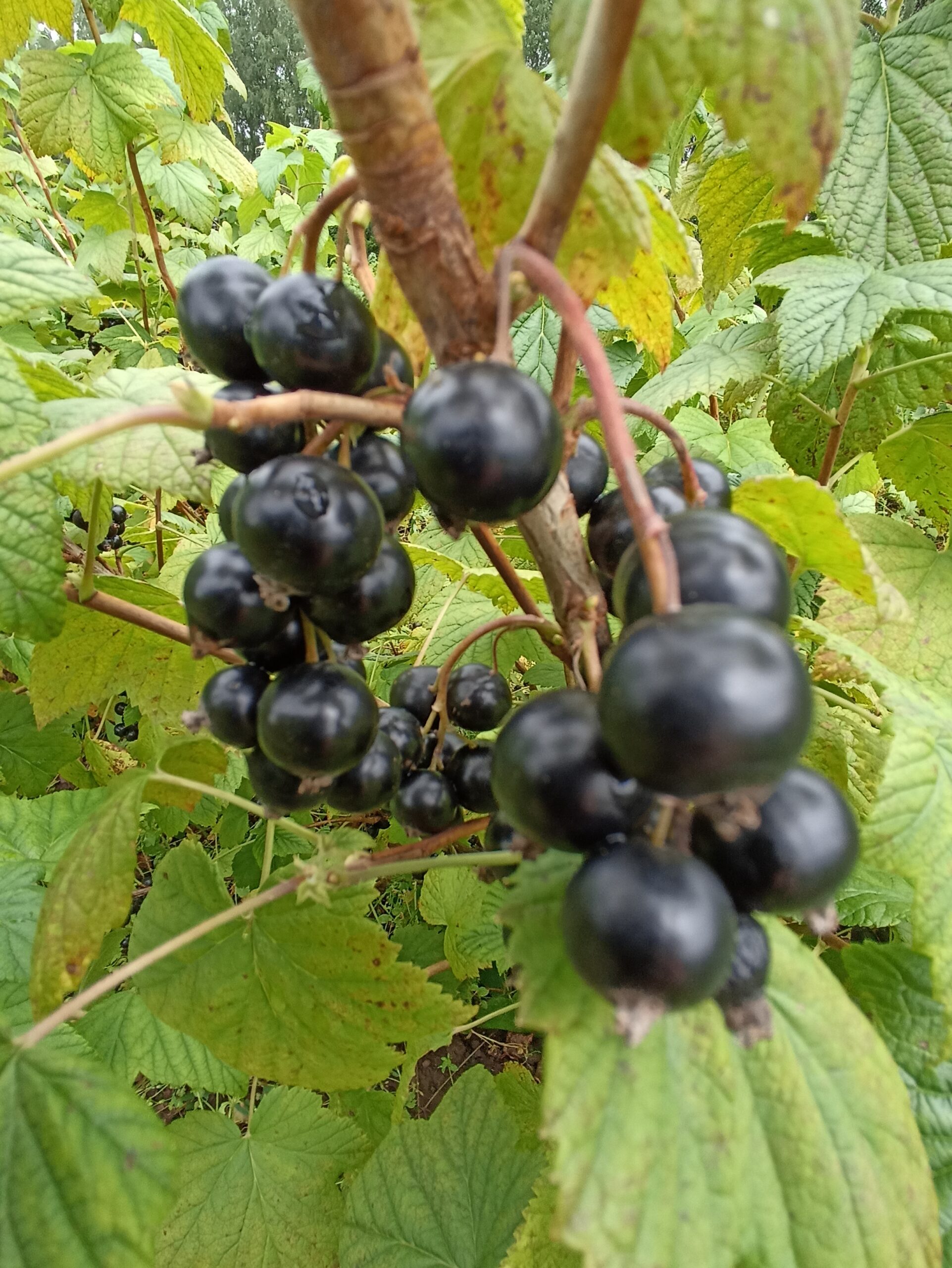 10B