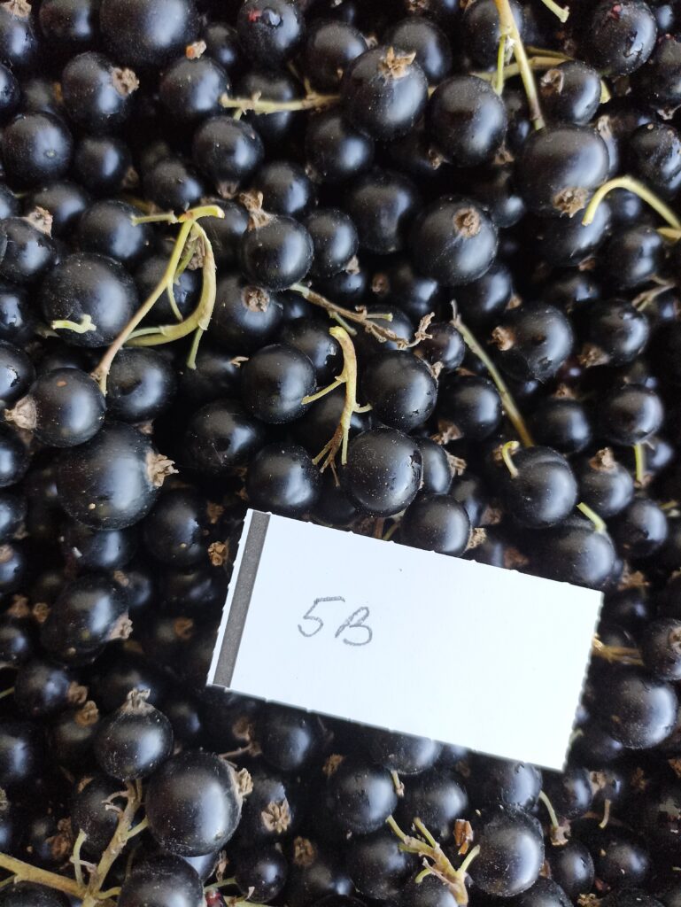 5B (2)