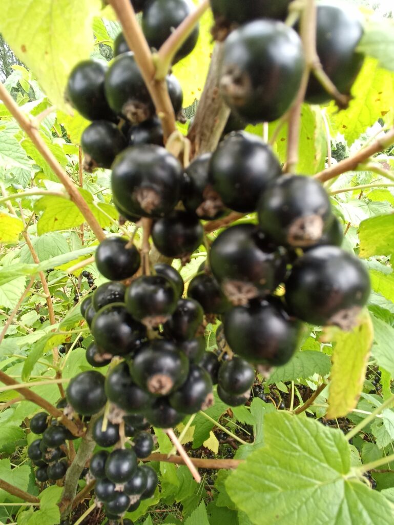 5B