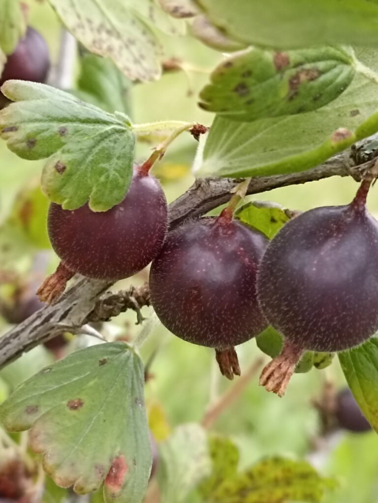 Aristokrat