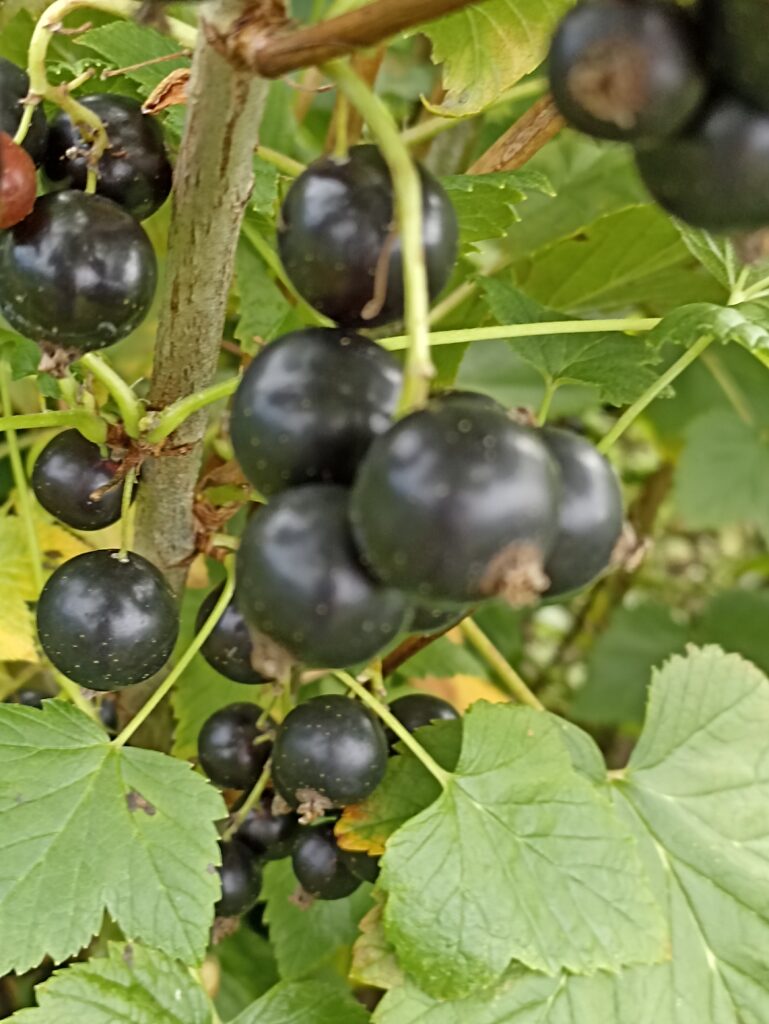 Bagira