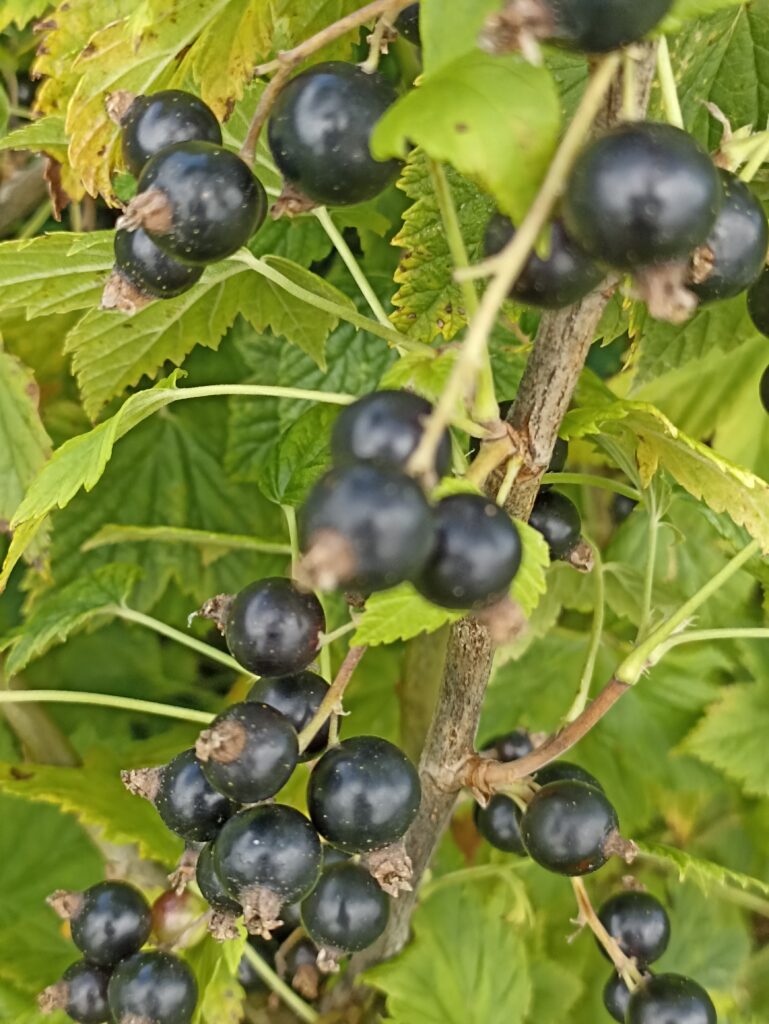 Belorusskaja sladkaja