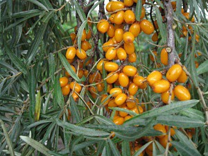 Botanitsheskaja_Ljubitelskaja