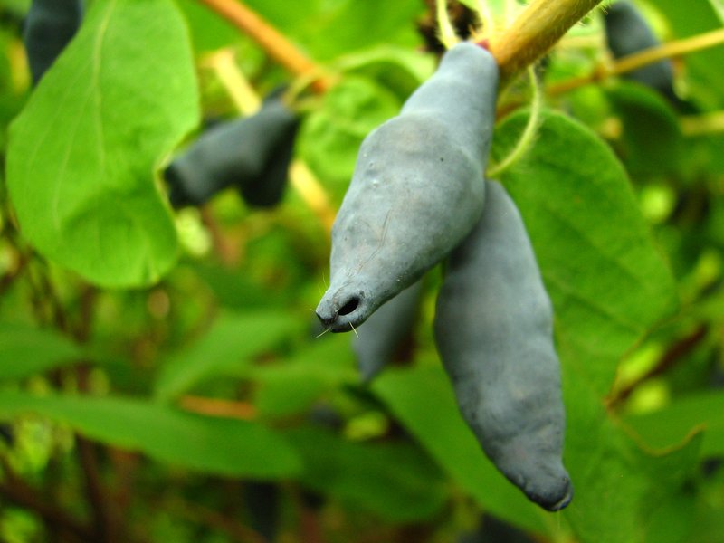 Honeysuckle_Goluboje_Vereteno