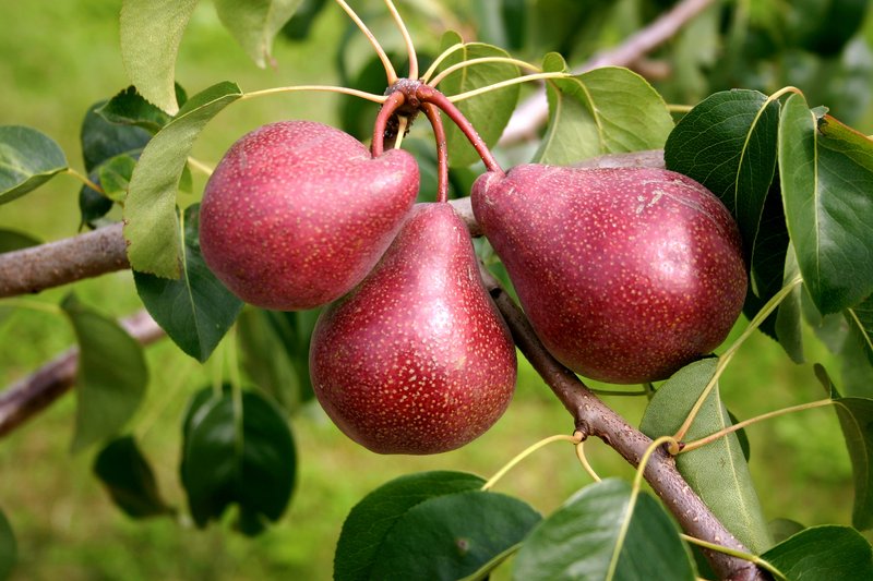 Kadi00