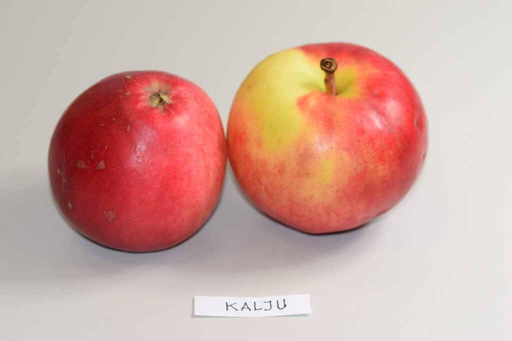 Kalju uus (1)