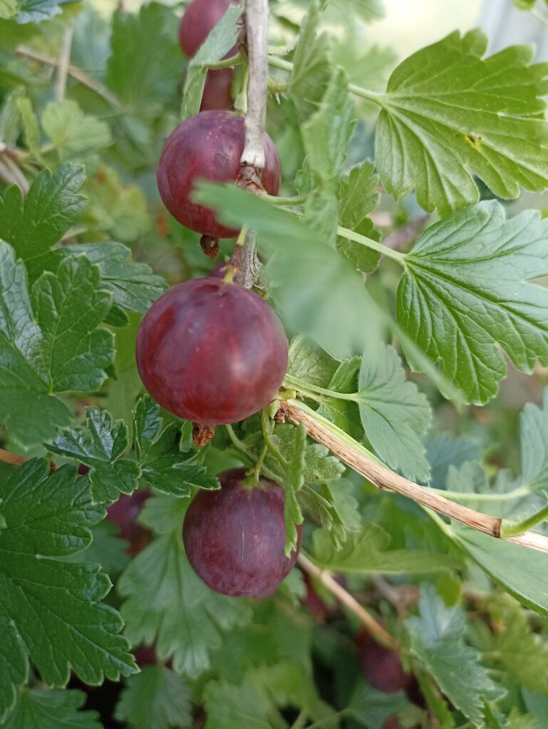 Kolobok 3