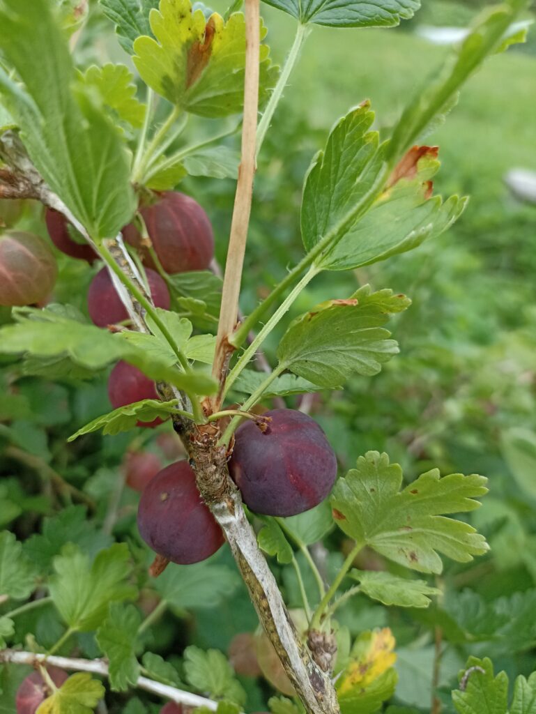 Kolobok