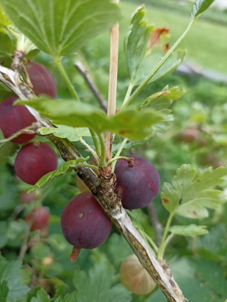 Kolobok2