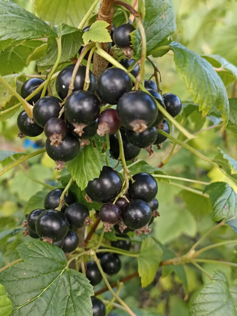 Minai Smõrjev