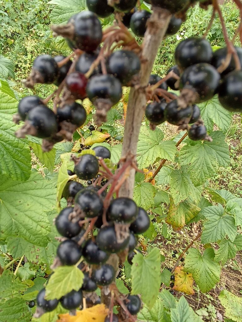 Mortti1