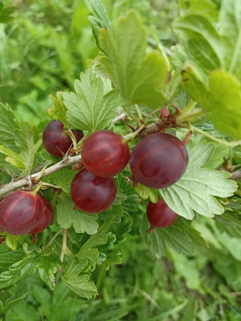Nesluhhivski