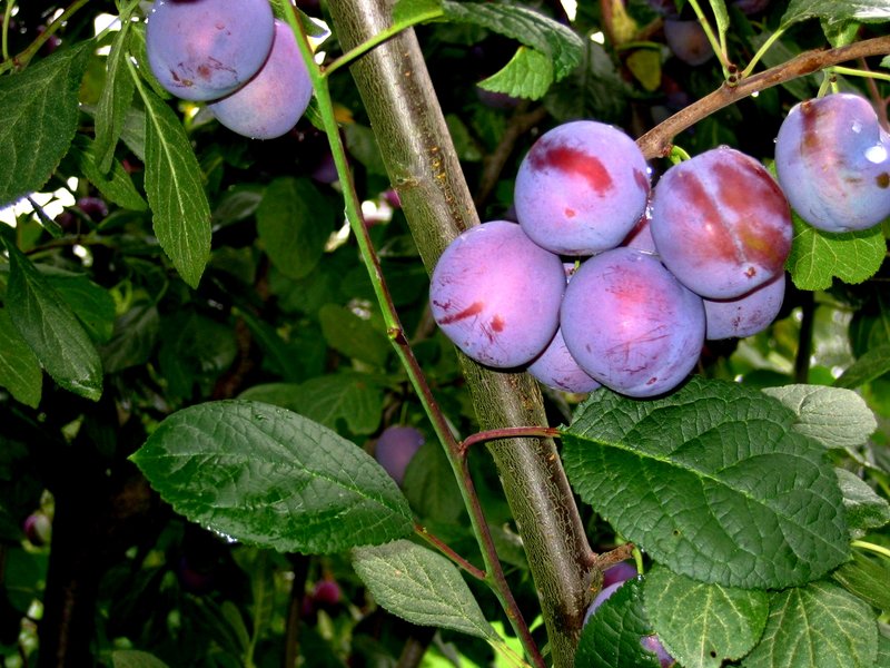Noarootsi Punane-040902a
