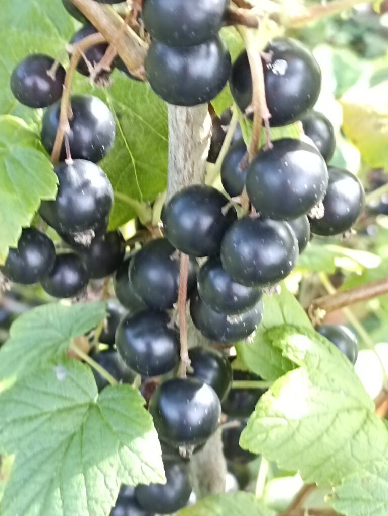 Pilenai