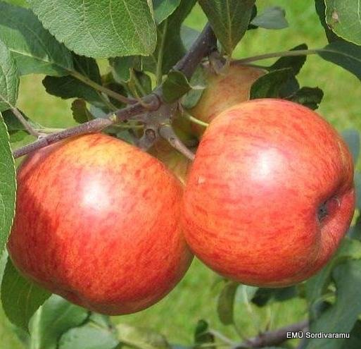 Pirja