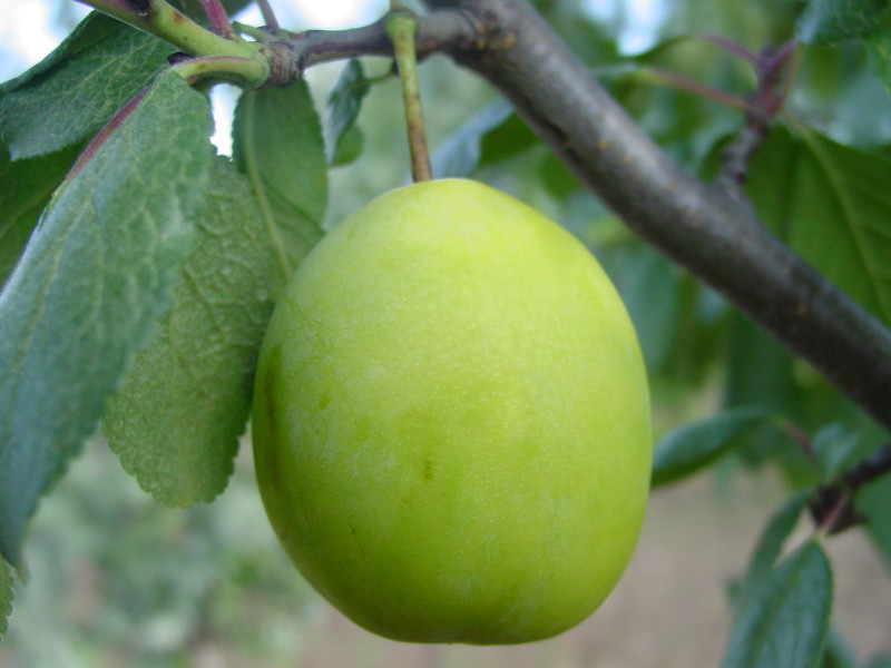 Radiolus