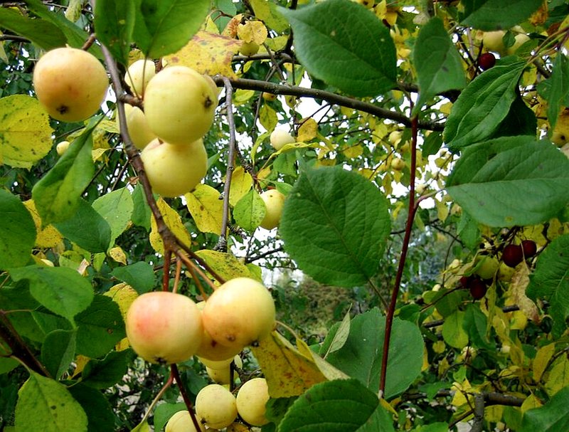 Salla