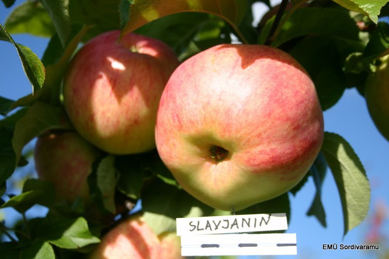 Slavjanin