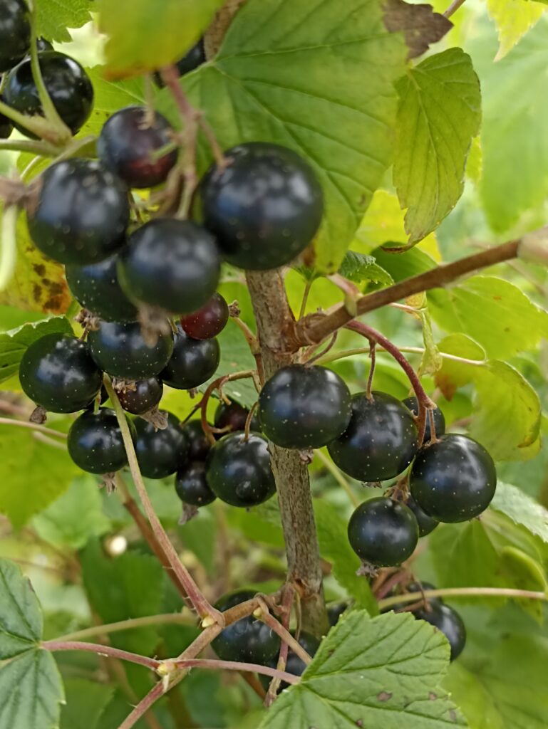 Svetlolistaja