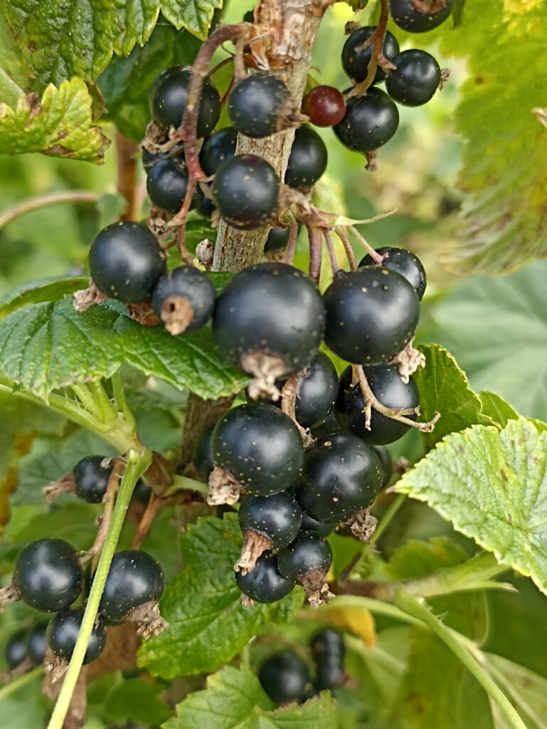 Tambovskaja