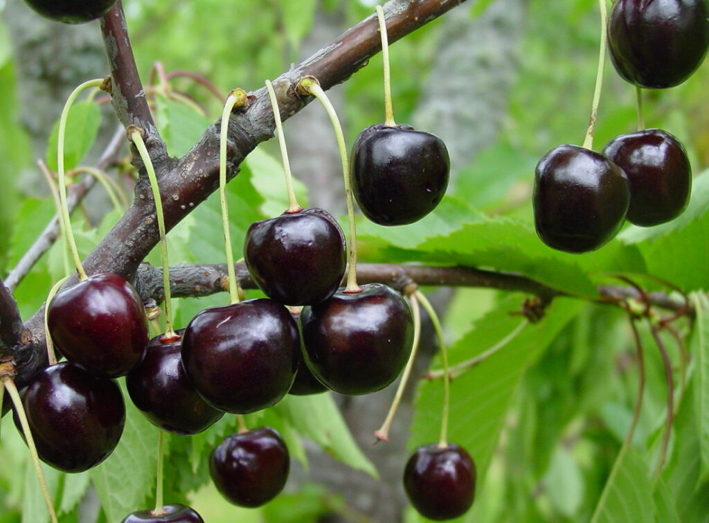 Tontu2