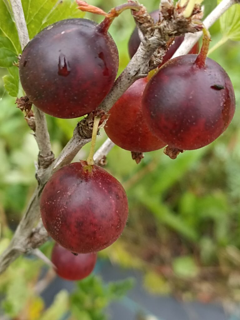 Varonis