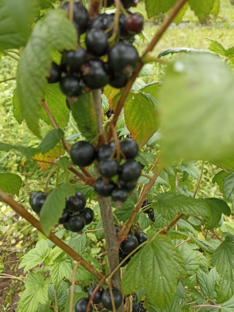 Vyciai1