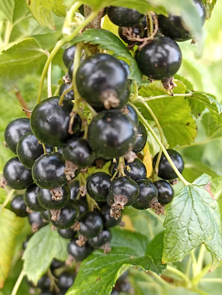 Zeljonaja dõmka
