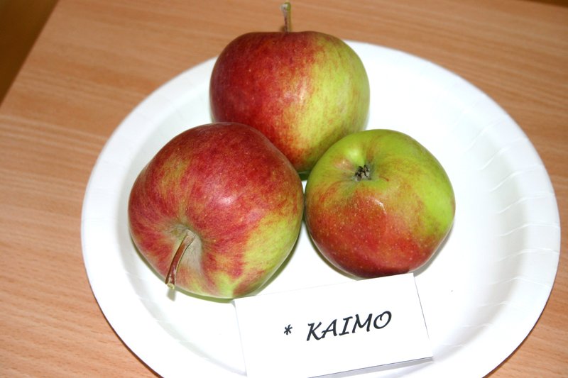 kaimo