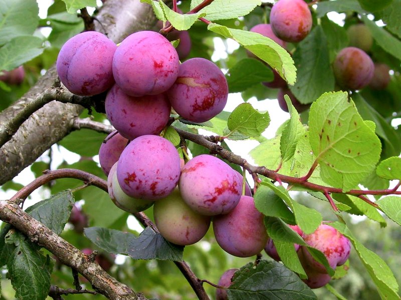 marjamaa
