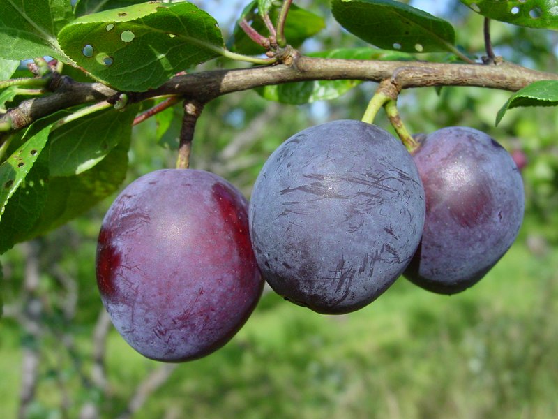 parnu_sinine