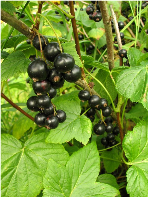 pilenaib